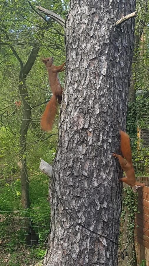Hausmeise Heidesee Zewnętrze zdjęcie